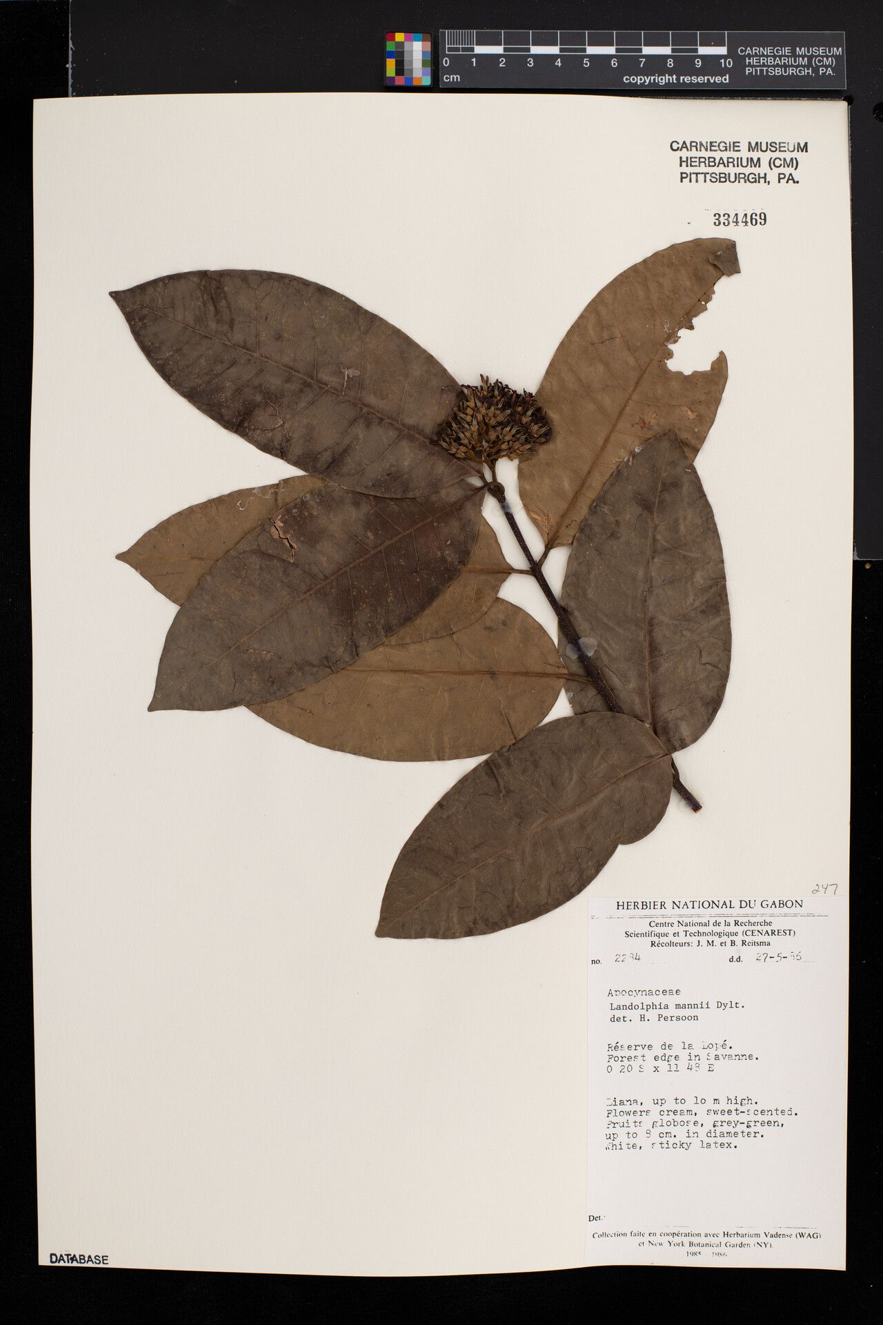 Landolphia mannii — houseplant care guide