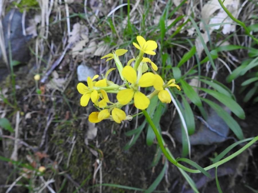 Erysimum pseudorhaeticum flower