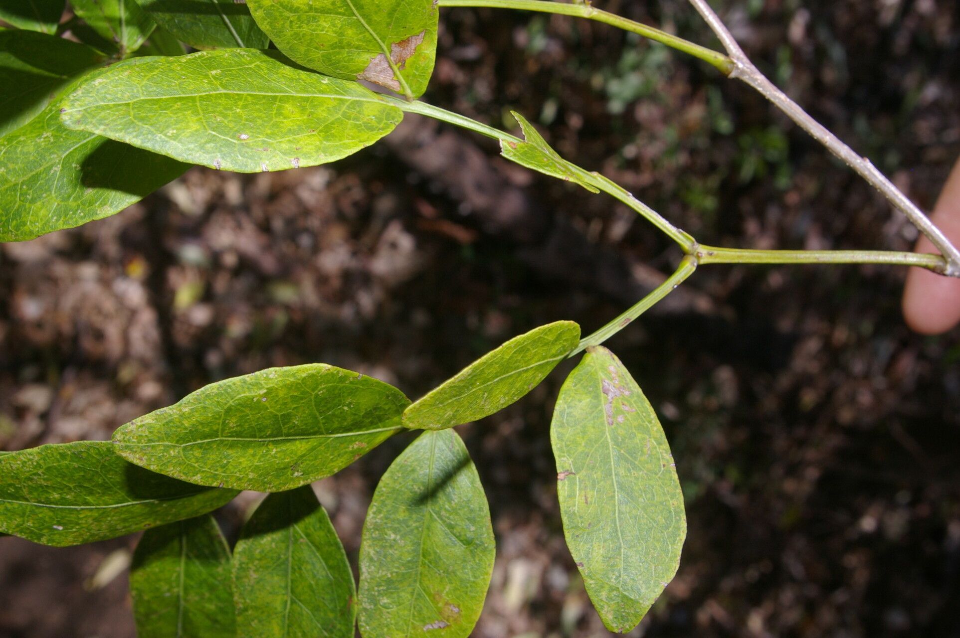 Pithecellobium bipinnatum — related species from the same genus