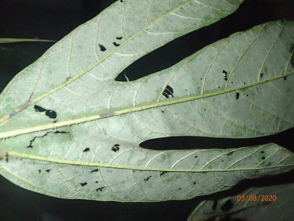 Cola duparquetiana — houseplant care guide