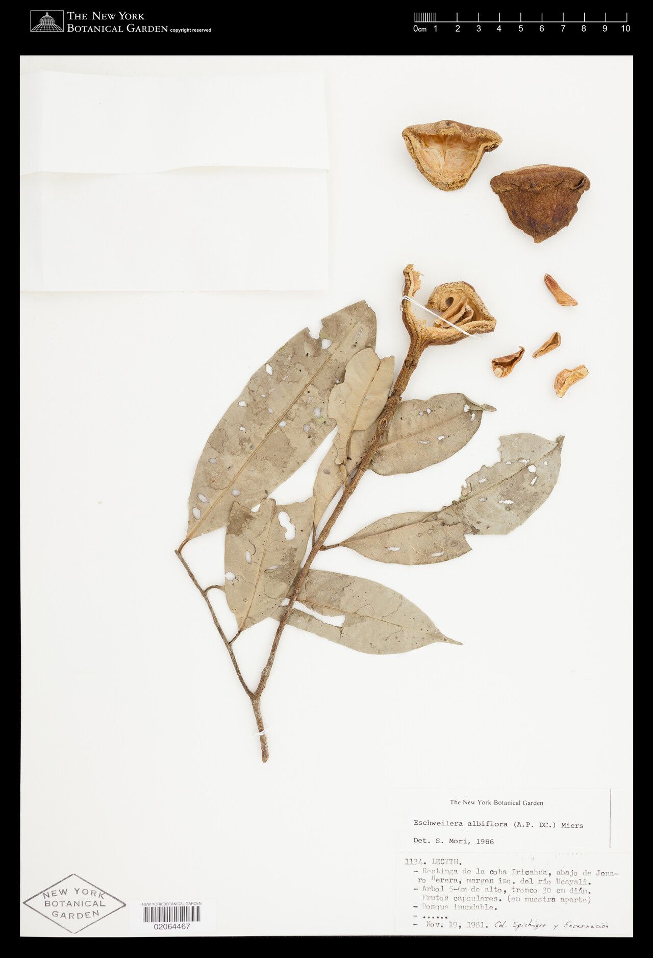 Eschweilera albiflora fruit