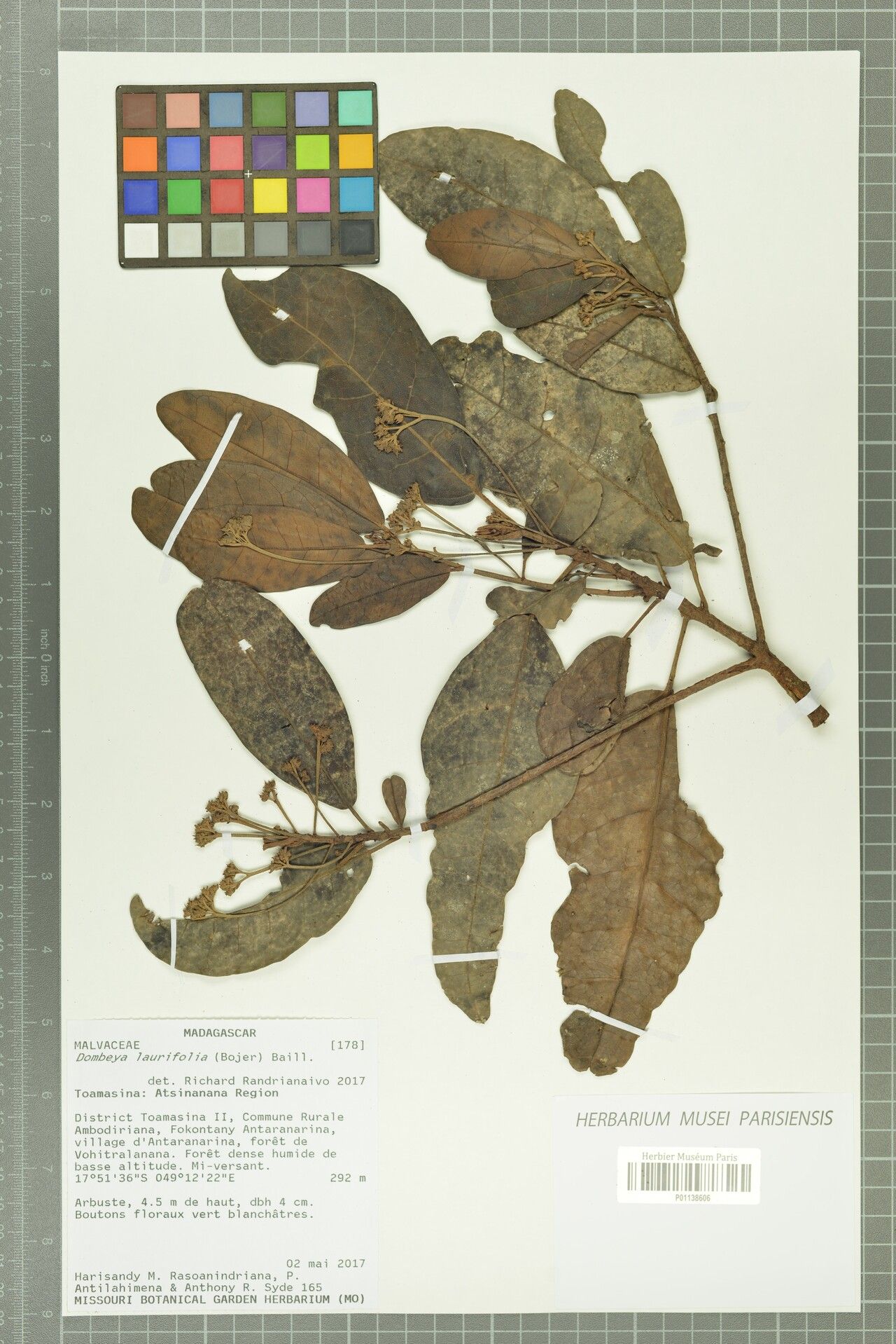 Dombeya laurifolia — houseplant care guide