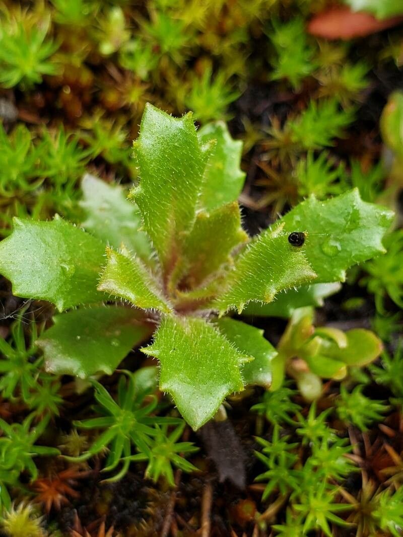 Saxifraga ferruginea leaf