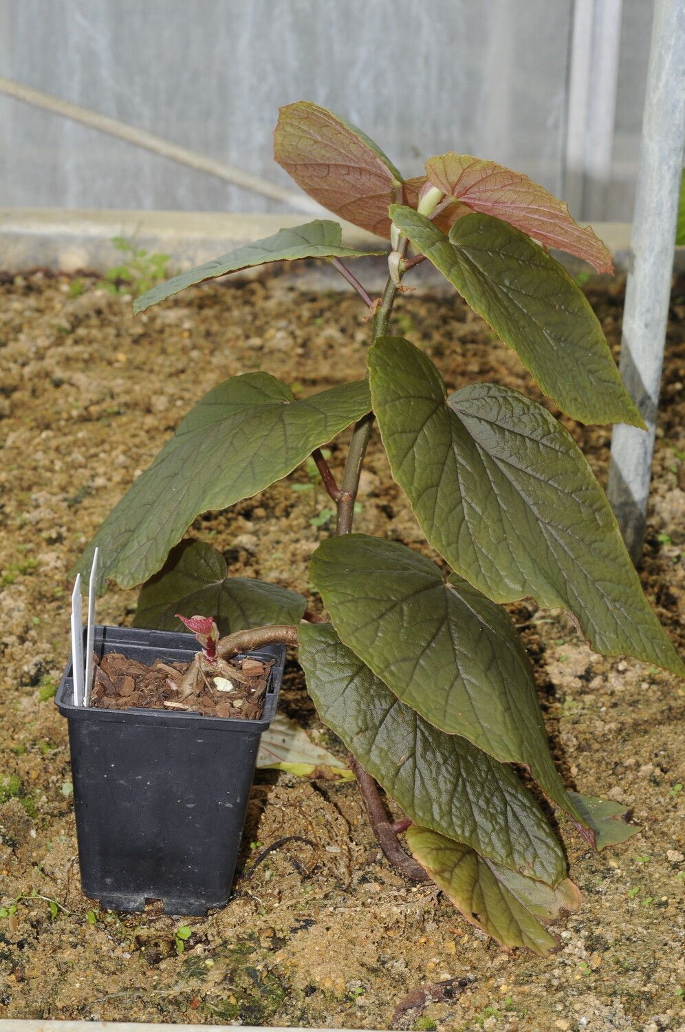 Begonia madecassa habit