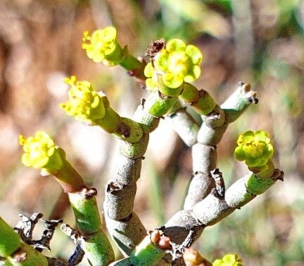 Euphorbia rhombifolia flower