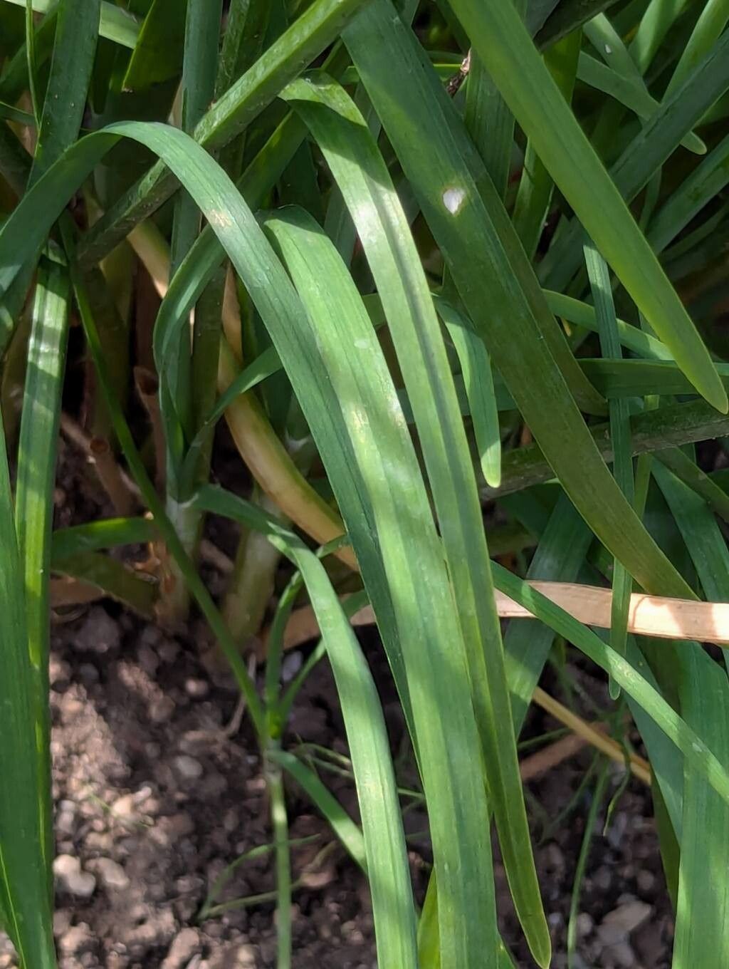 Allium ramosum — search result for 'Allium'