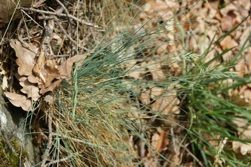 Festuca valesiaca habit