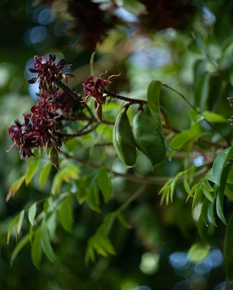 Adinobotrys atropurpureus fruit