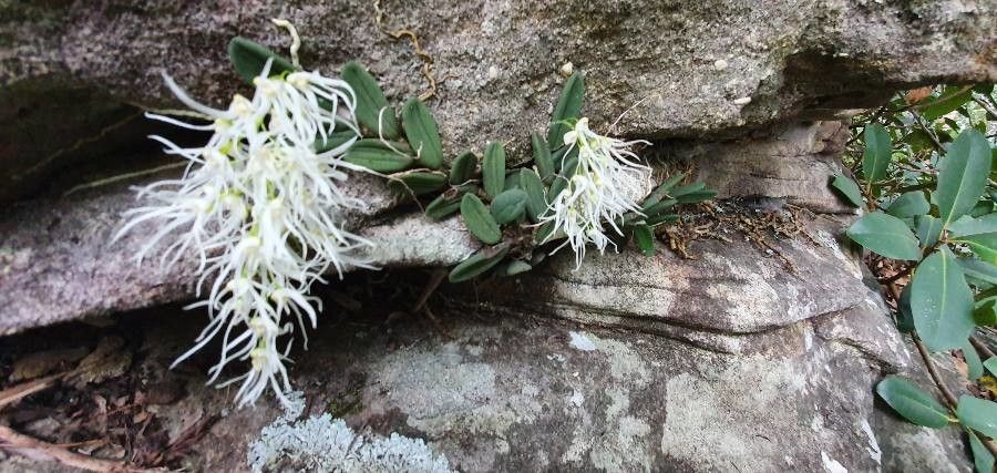 Dendrobium linguiforme leaf