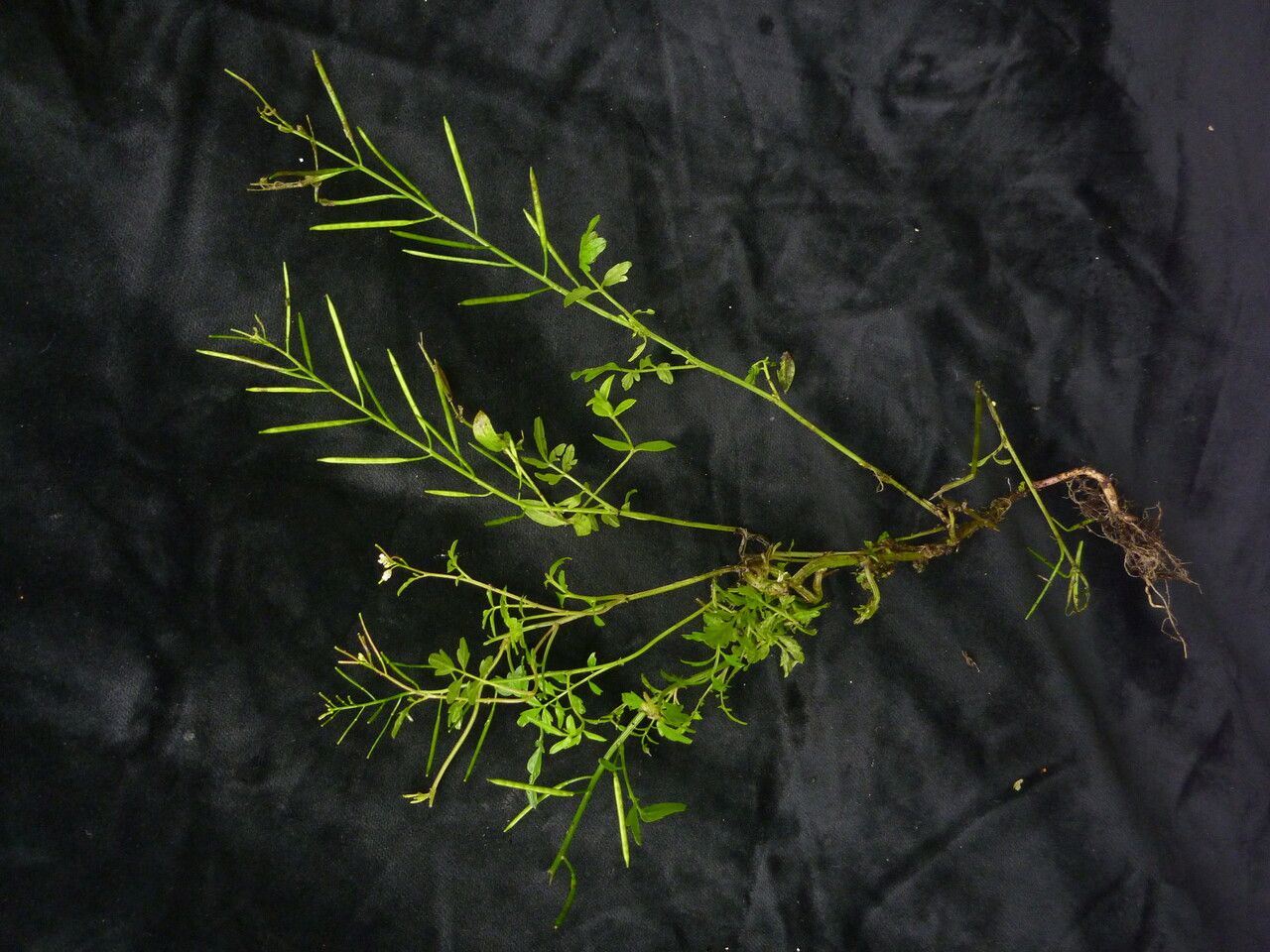 Trigonella emodi — houseplant care guide