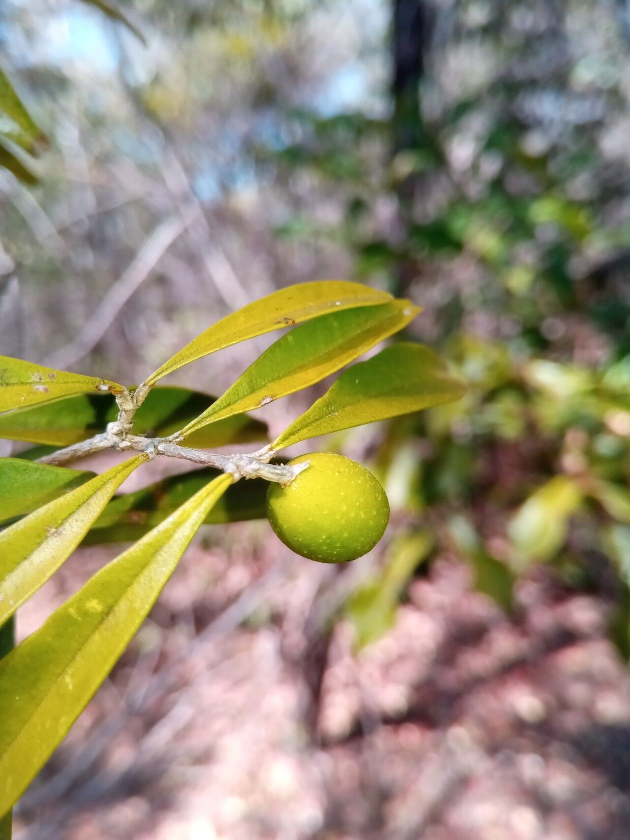 Noronhia alleizettei — related species from the same genus