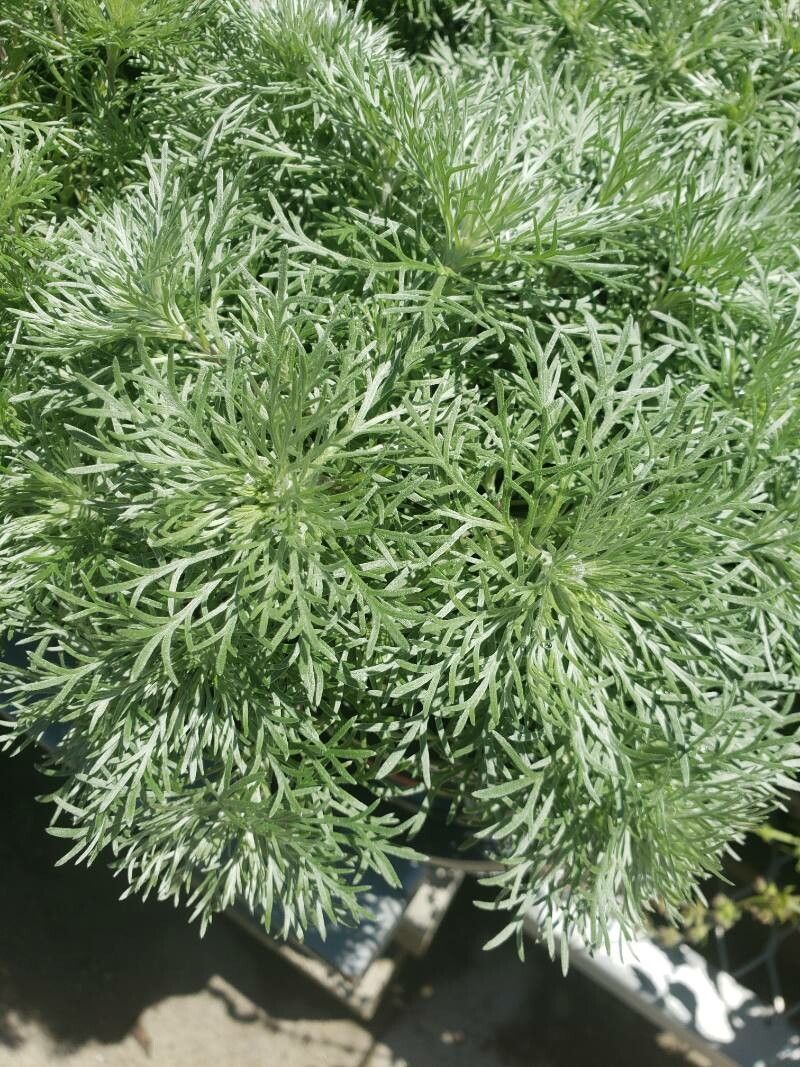 Artemisia schmidtiana