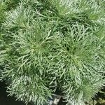 Artemisia schmidtiana