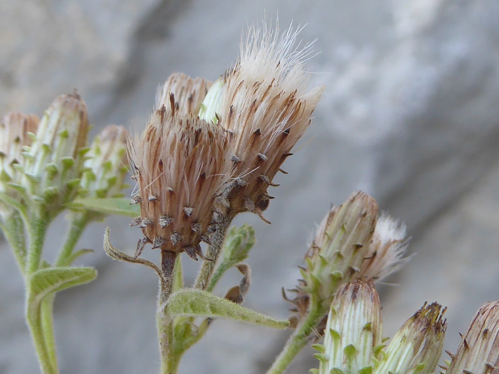 Pentanema squarrosum fruit