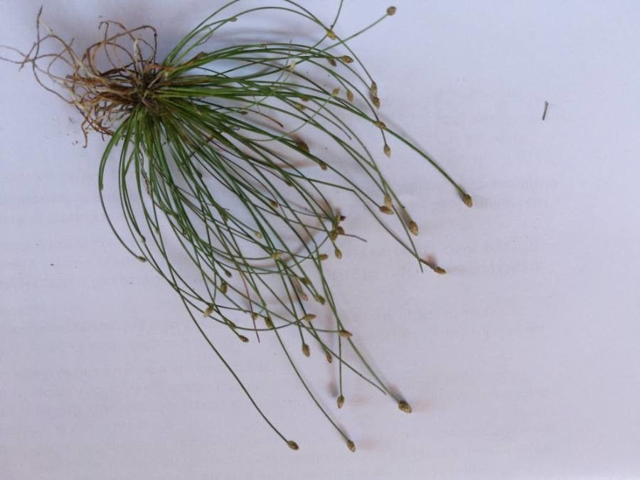 Eleocharis obtusa fruit