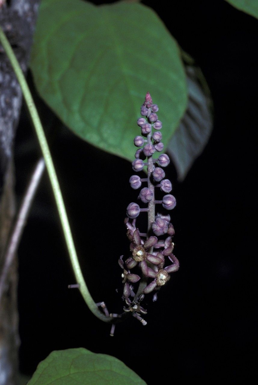 Sinofranchetia chinensis flower