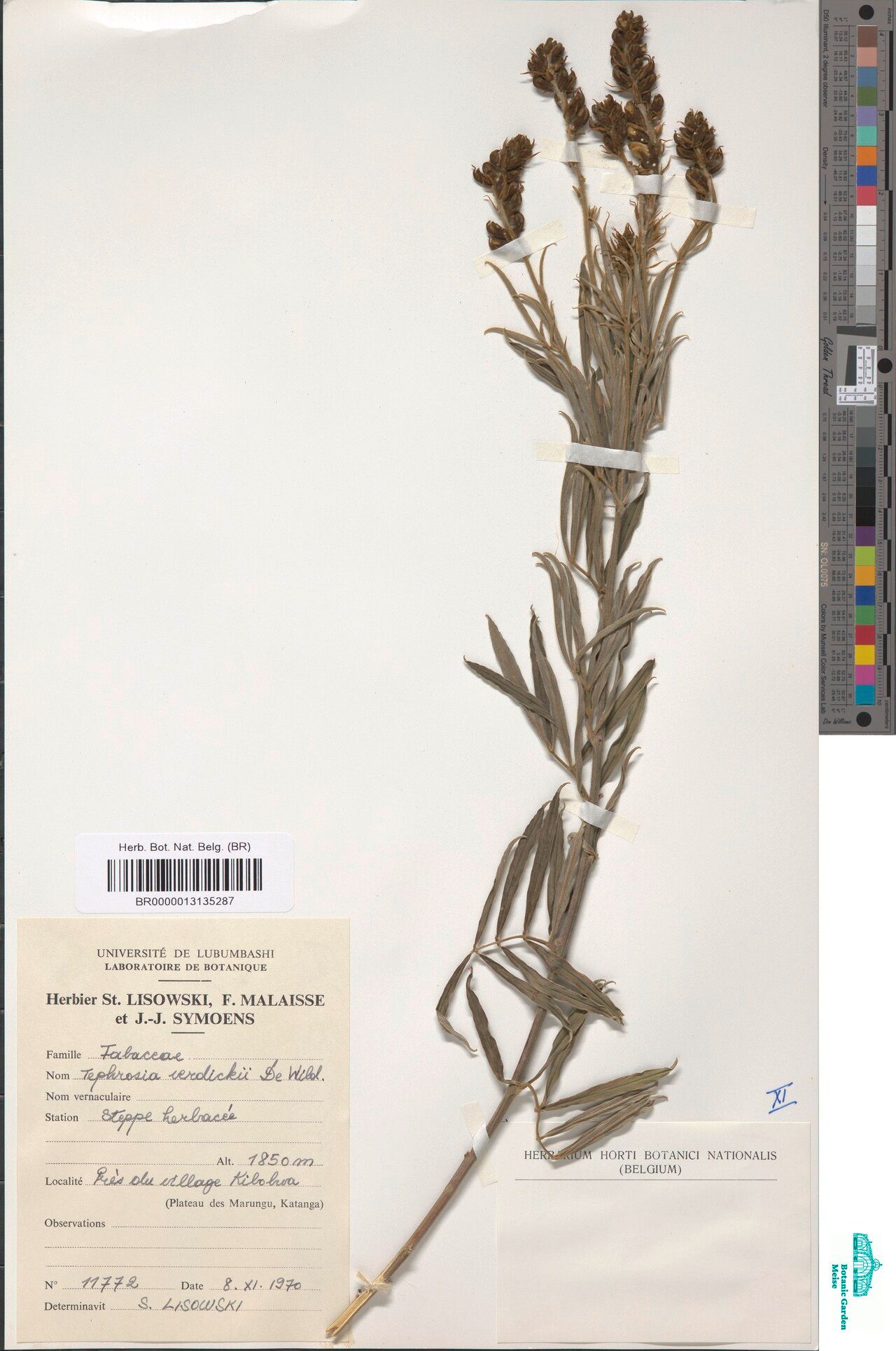 Tephrosia verdickii — houseplant care guide