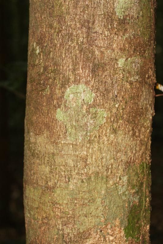 Himatanthus bracteatus bark
