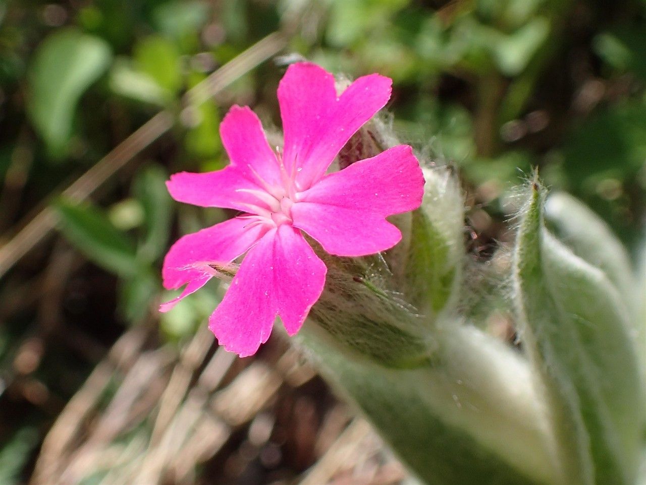 Silene flos-jovis flower