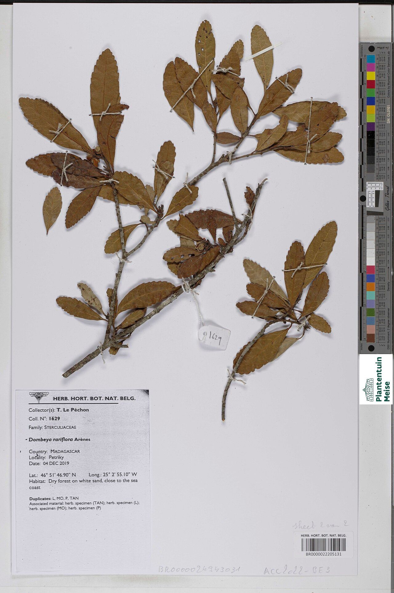 Dombeya rariflora — houseplant care guide