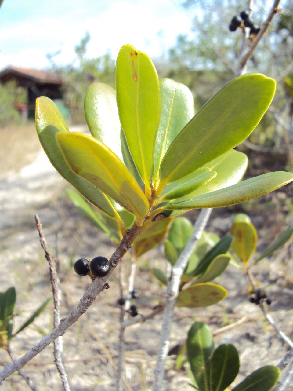 Myrsine parvifolia leaf