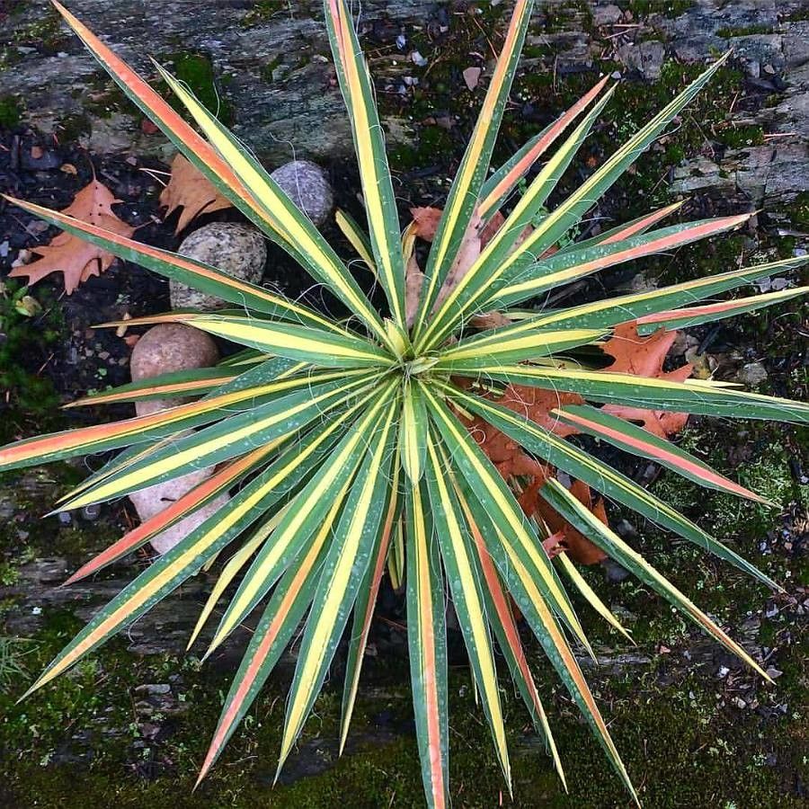 Yucca constricta — search result for 'Yucca'