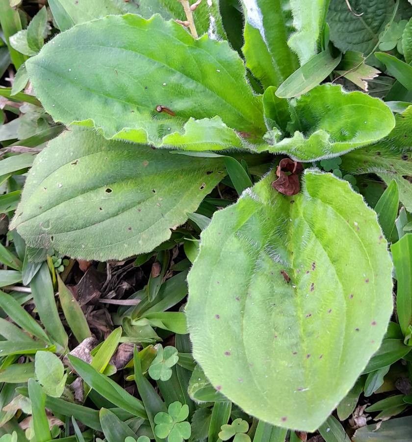 Plantago australis leaf