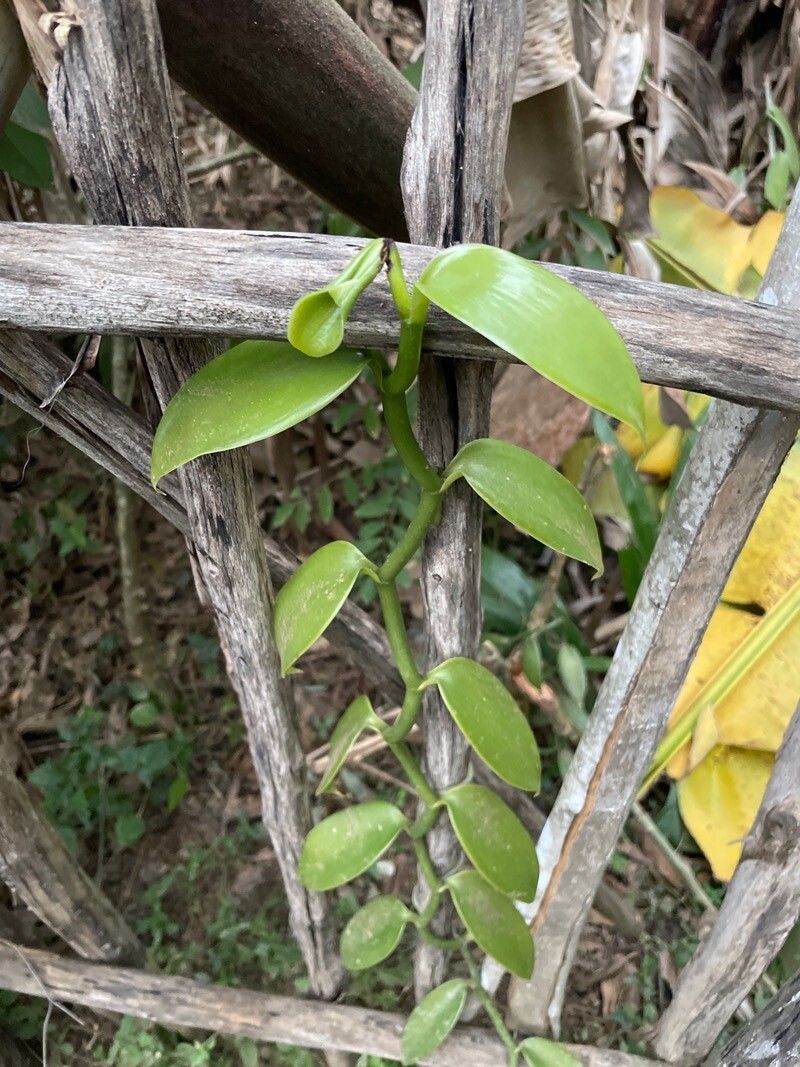 Vanilla madagascariensis — search result for 'Vanilla'