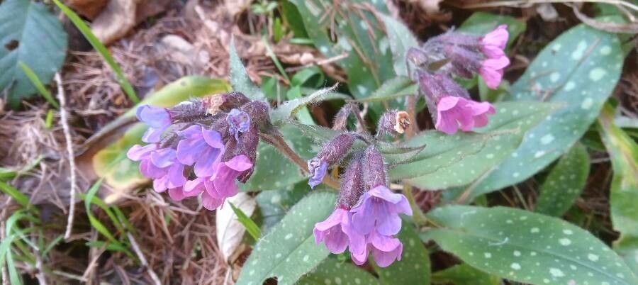 Pulmonaria affinis flower