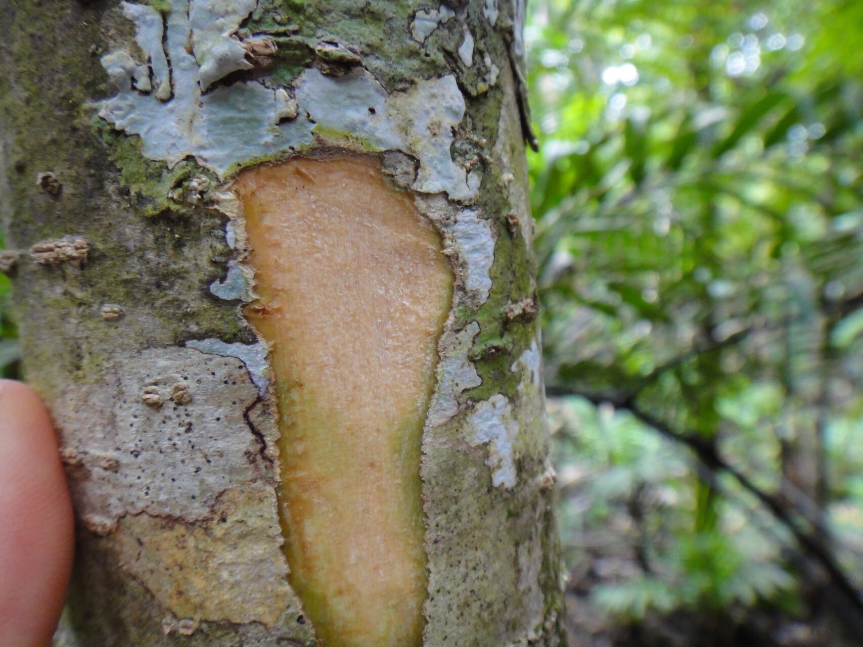 Pittosporum letocartiorum — search result for 'Pittosporum'