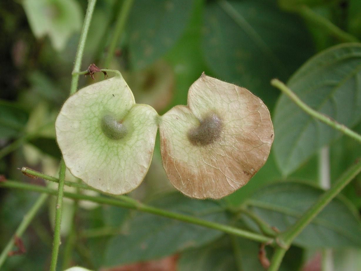 Desmodium purpusii fruit