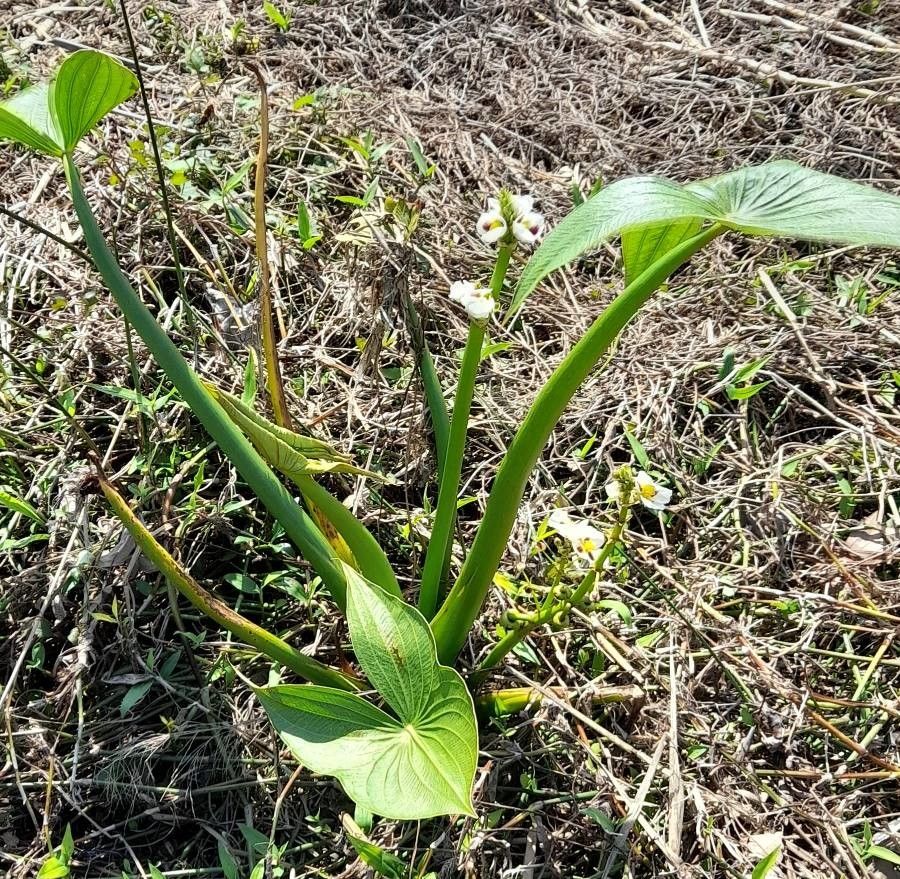 Sagittaria montevidensis habit