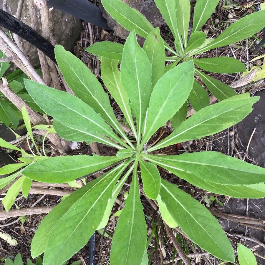 Cheirolophus burchardii leaf