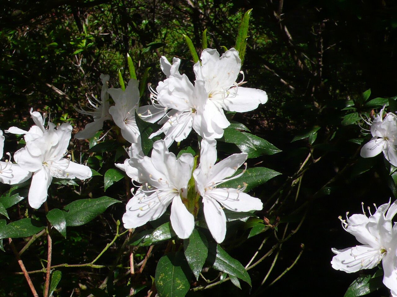 Rhododendron tashiroi — houseplant care guide