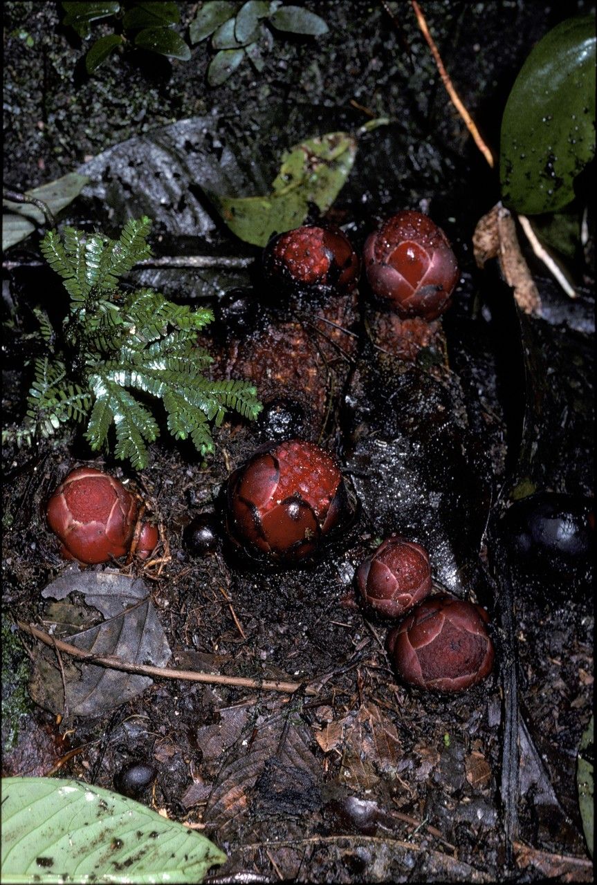 Helosis ruficeps flower