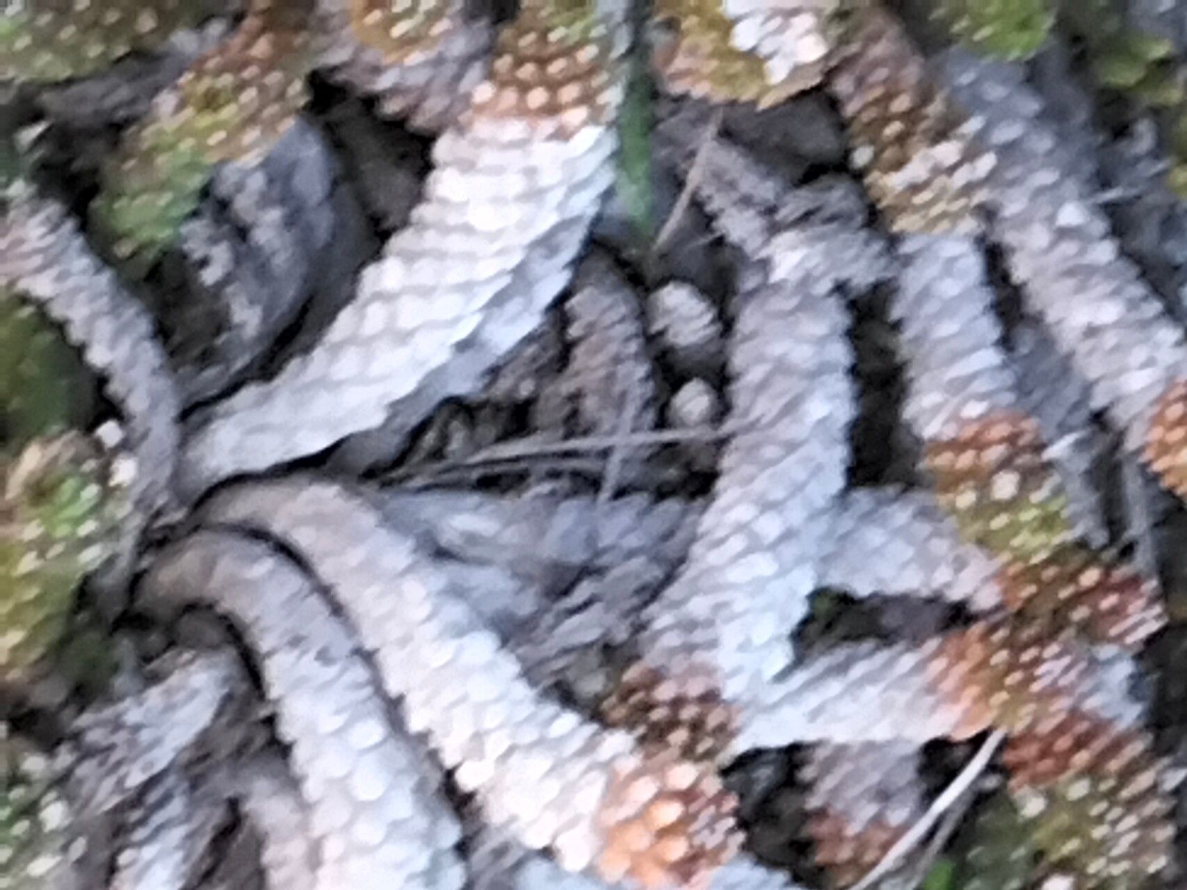 Euphorbia caput-medusae bark