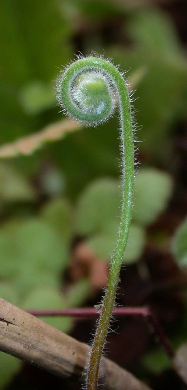 Hemionitis palmata bark