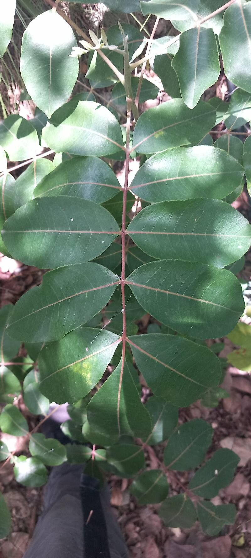 Zanthoxylum flavum leaf