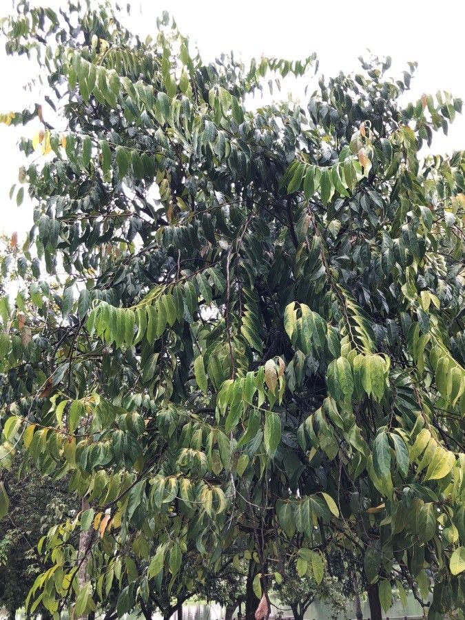 Scorodocarpus borneensis habit