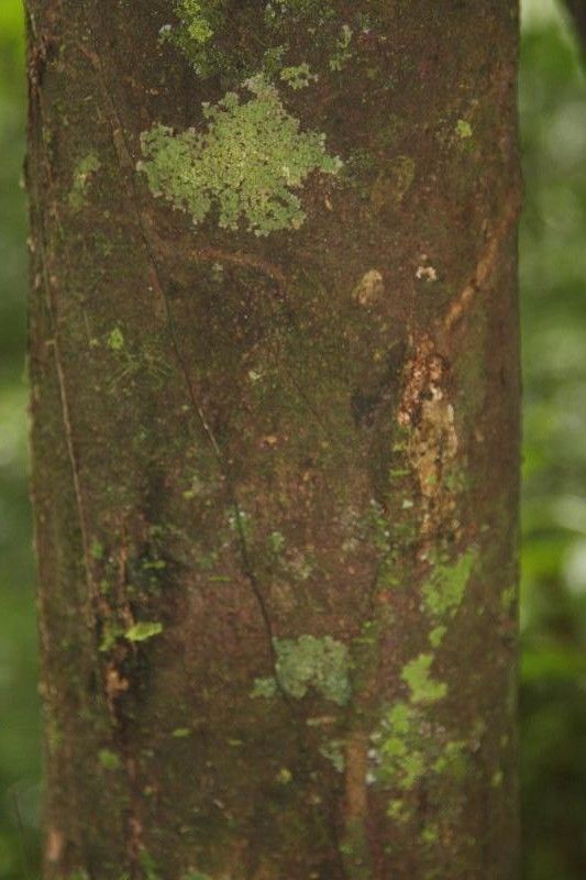 Jupunba mataybifolia — houseplant care guide