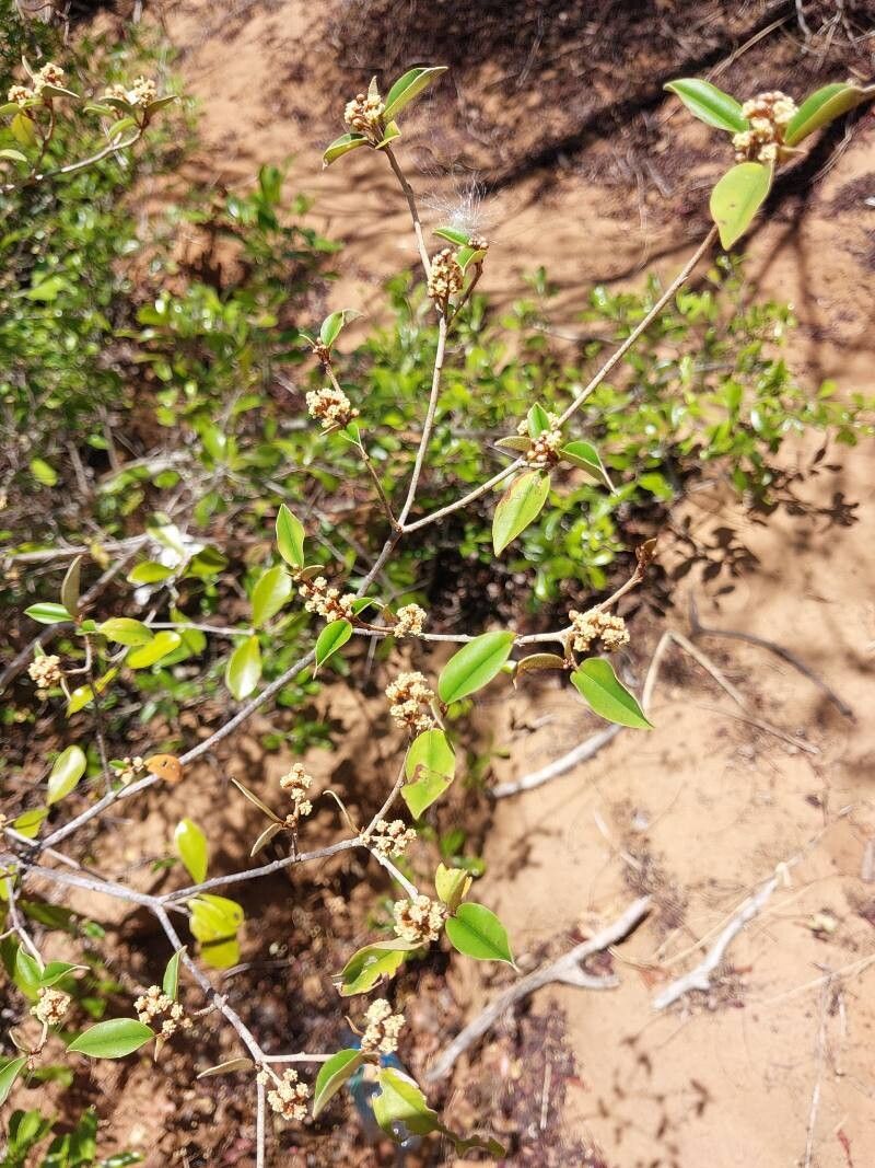 Croton brevispicatus other