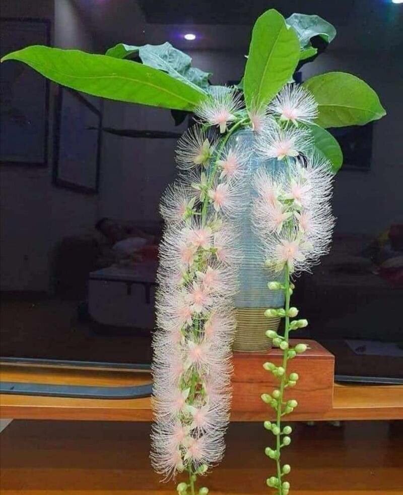 Barringtonia racemosa flower