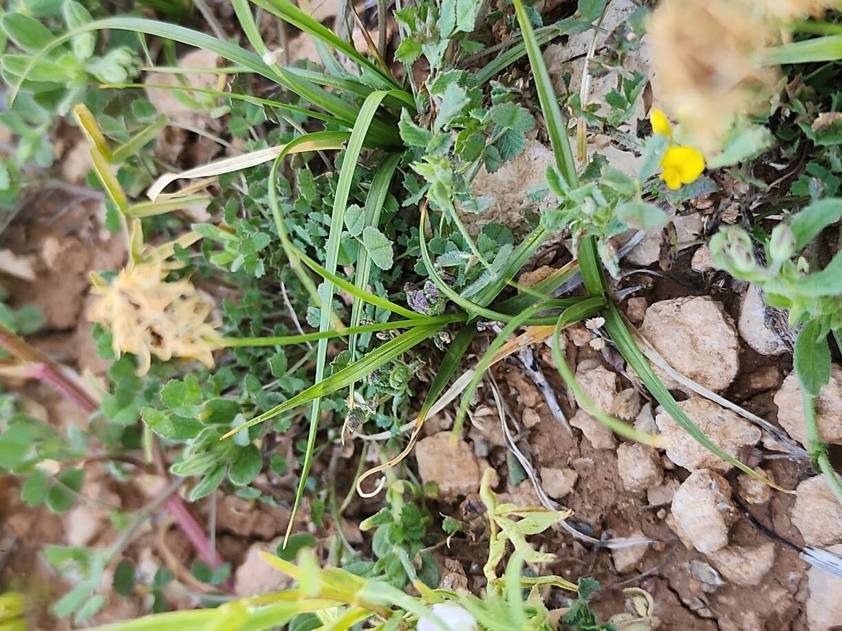 Carex stenophylla habit