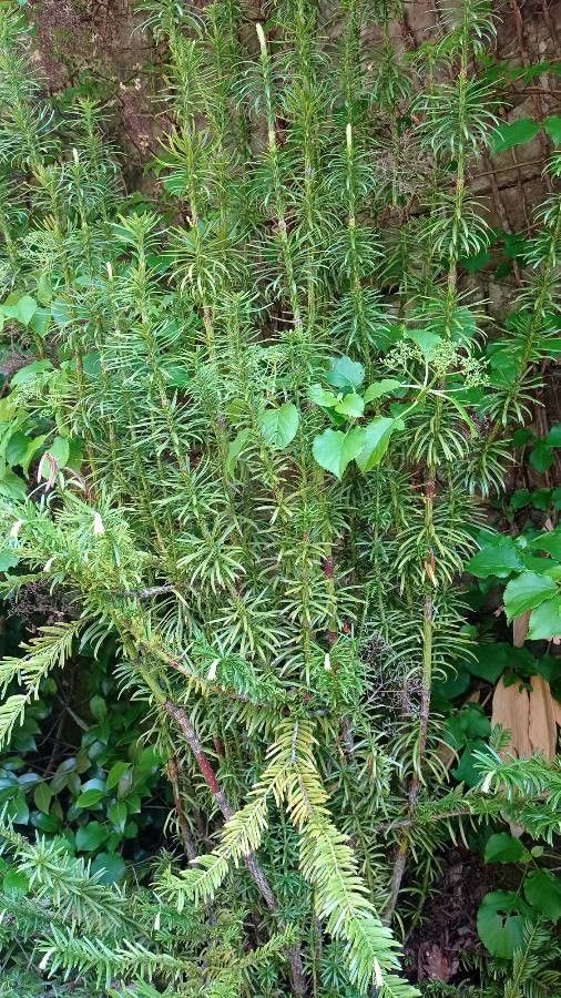 Austrotaxus spicata — search result for 'Taxus'