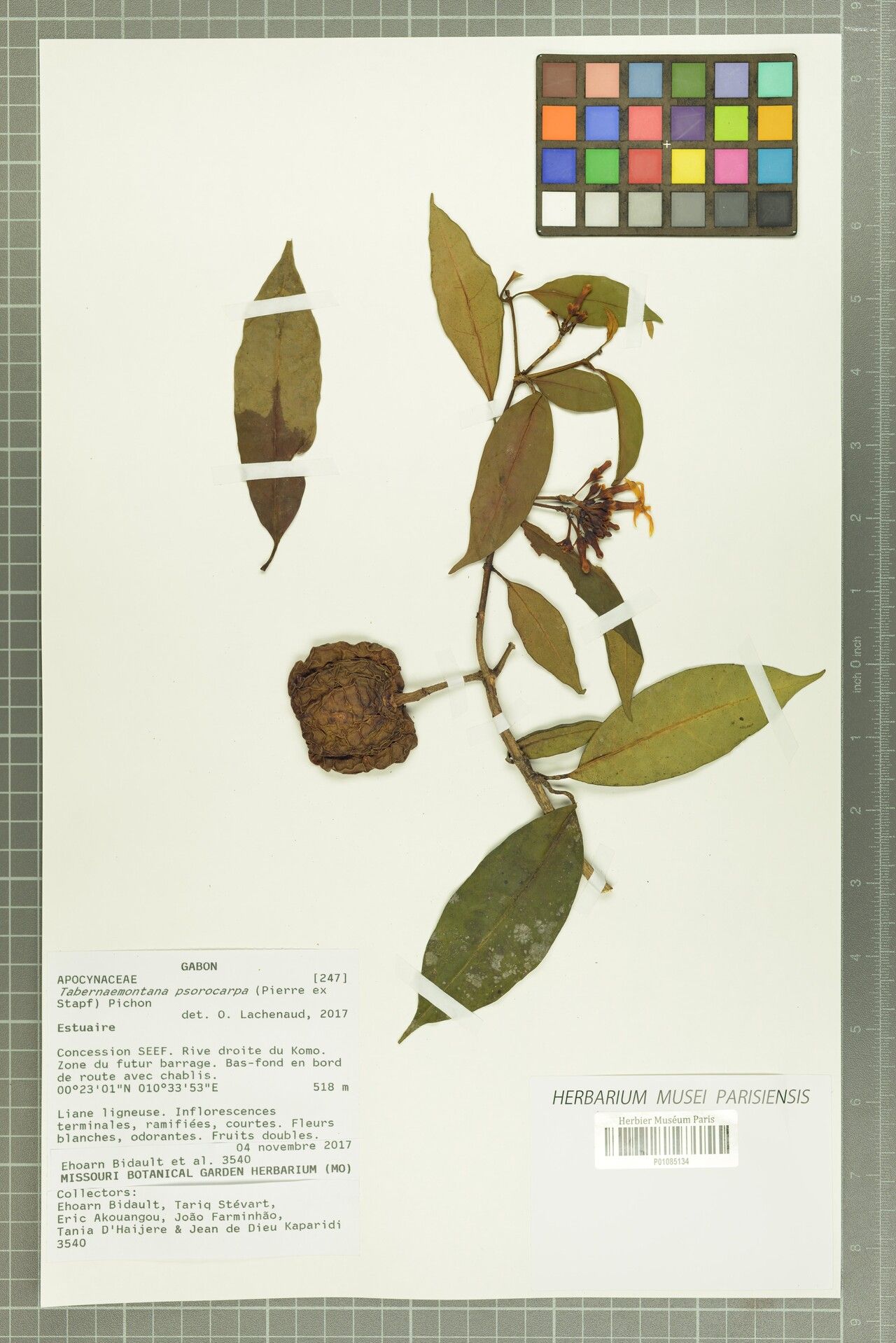 Tabernaemontana psorocarpa — houseplant care guide