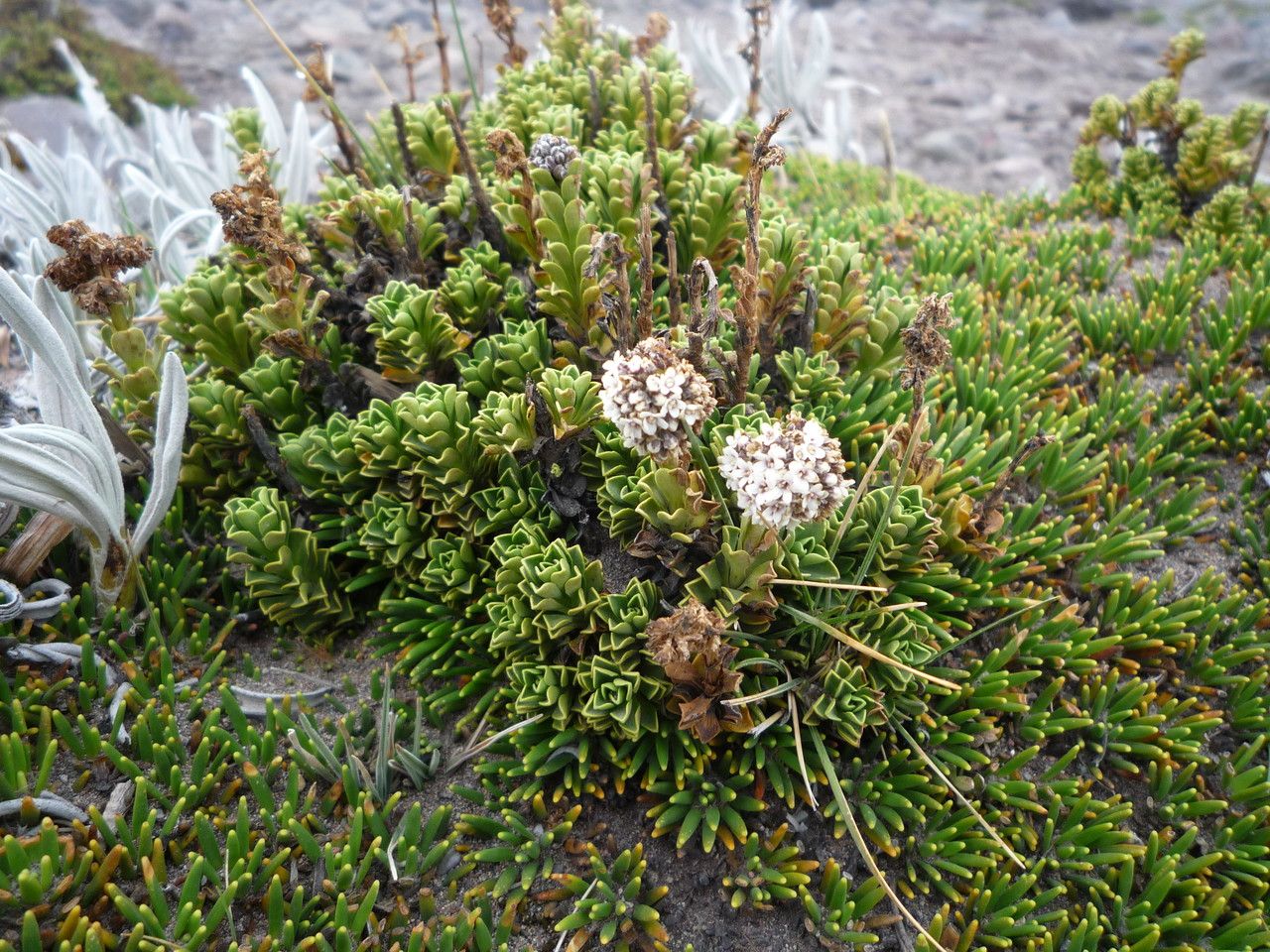 Valeriana alypifolia flower