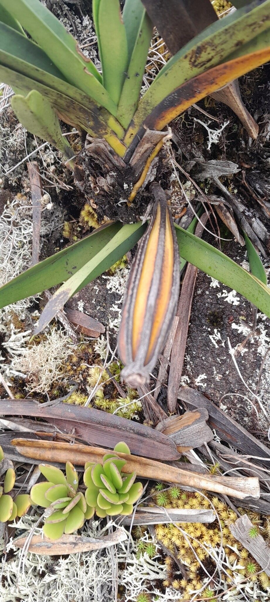 Jumellea maxillarioides fruit
