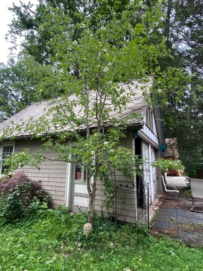 Stewartia sinensis habit