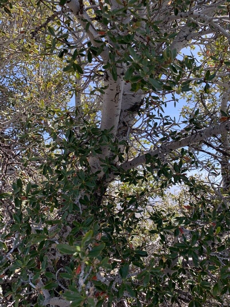 Cercocarpus ledifolius bark