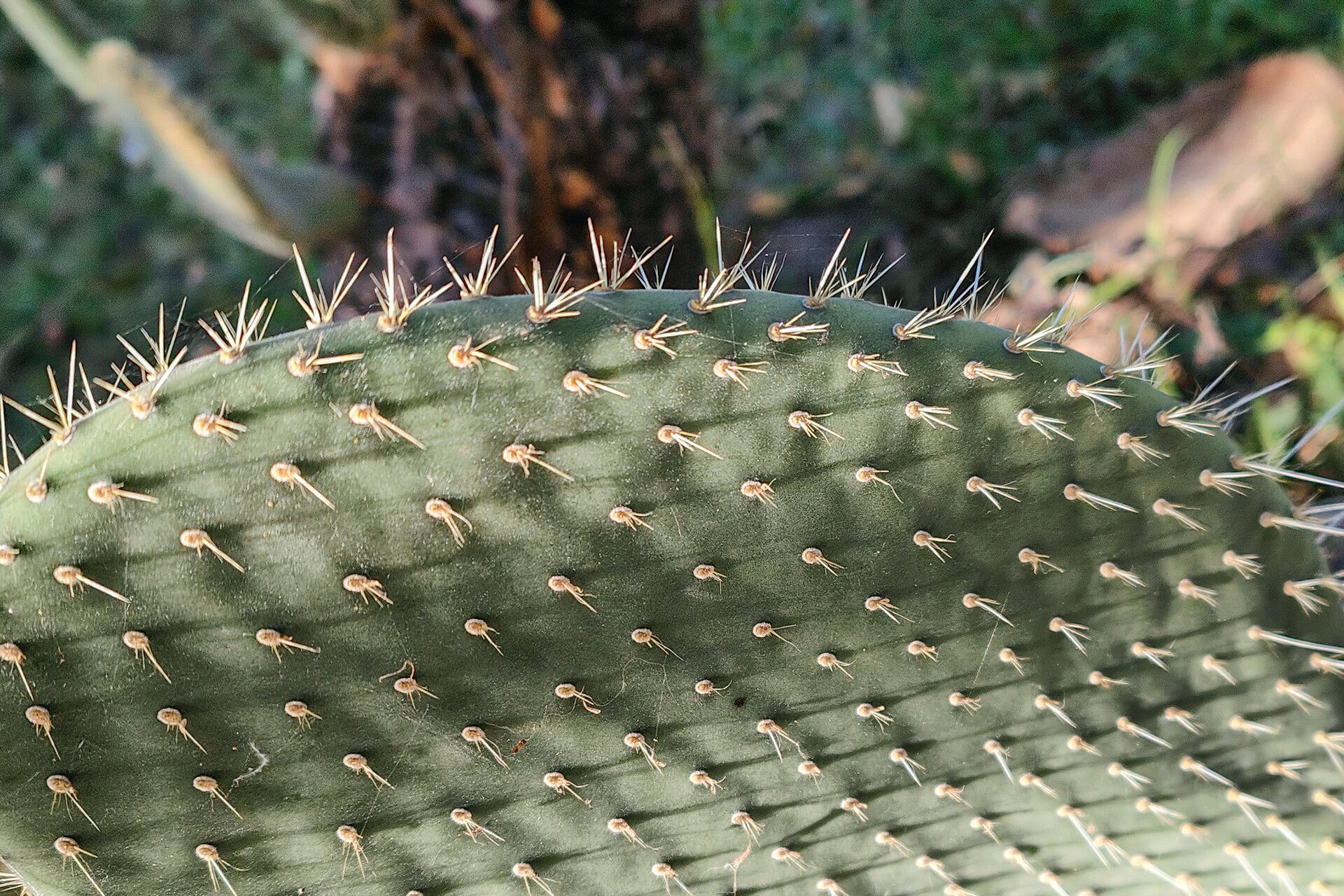Opuntia durangensis other